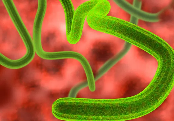 Infected fluids